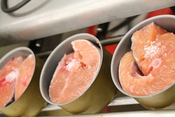 Salmon in canning process
